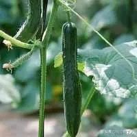 黄瓜种子哪个好？