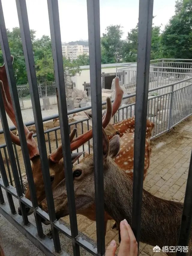 怎样能成为动物园饲养员呢?