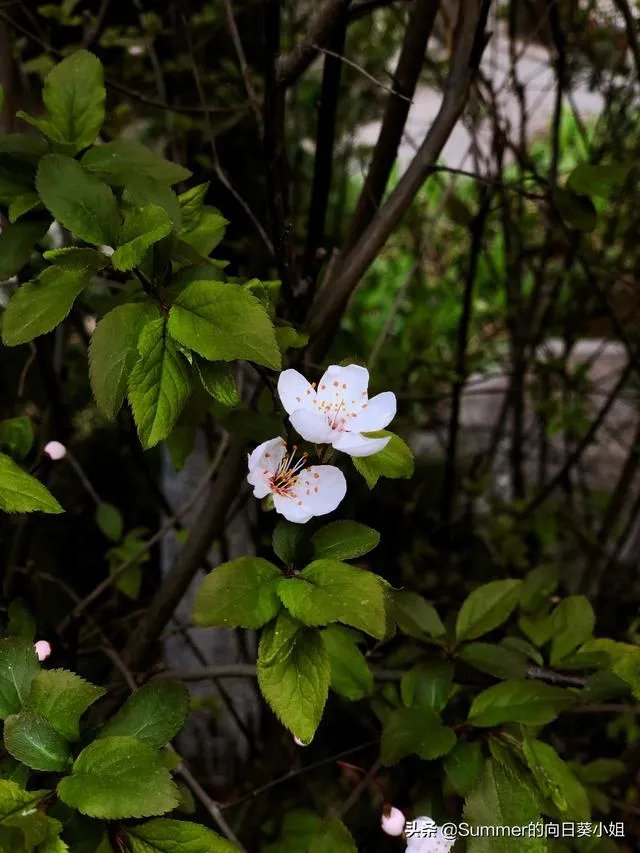 “时在你手，岁在你心”是什么意思？你怎么理解？