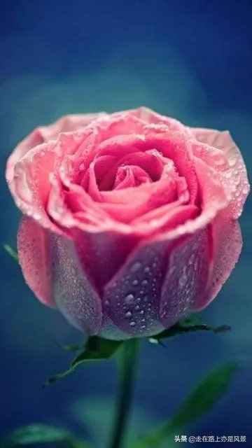 你认为世界上最漂亮的人是谁？为什么？