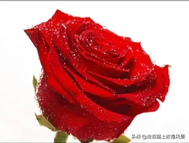 你认为世界上最漂亮的人是谁？为什么？