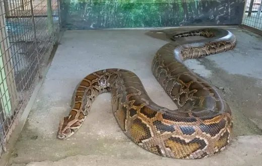 世界十大最长的蟒蛇