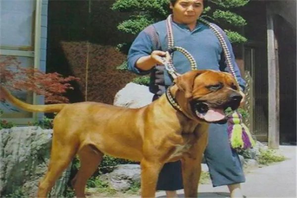 最凶悍的十大名犬：巴西非勒上榜，它是猛犬霸主