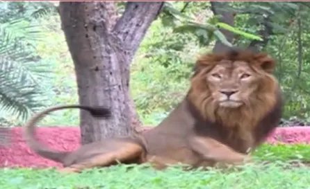 印度一动物园8头狮子确诊新冠，目前状况如何？