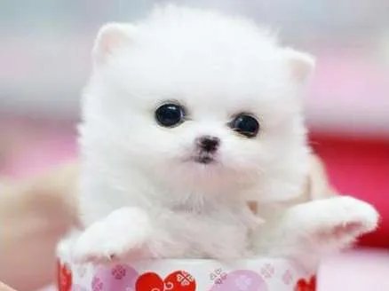 世界上最小的狗是什么品种 到底能小到什么程度