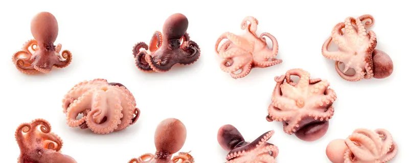 章鱼的血液是什么颜色的 章鱼的血到底是什么颜色的