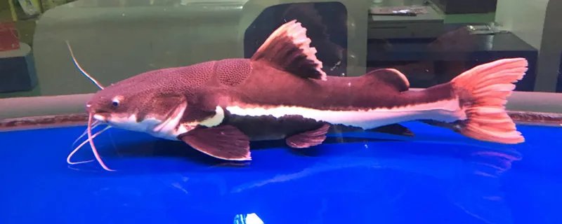 世界十大巨型淡水鱼 世界十大巨型淡水鱼有哪些