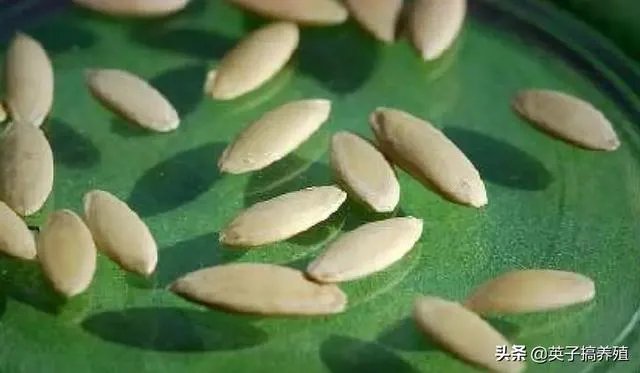 黄瓜种子哪个好？