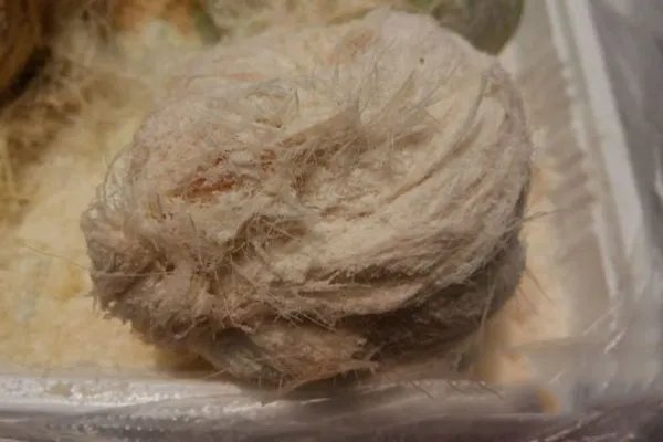 凤凰特产吃的 凤凰吃的特产有哪些