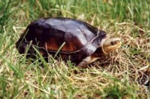 中国十大名贵乌龟 金钱龟上榜，第一被誉为“千年神龟”