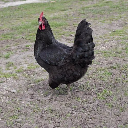 【泉州美食攻略】泉州特色美食有哪些 泉州名小吃 泉州好吃的餐厅盘点