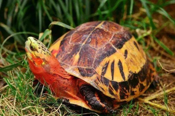 中国十大名贵乌龟 金钱龟上榜，第一被誉为“千年神龟”