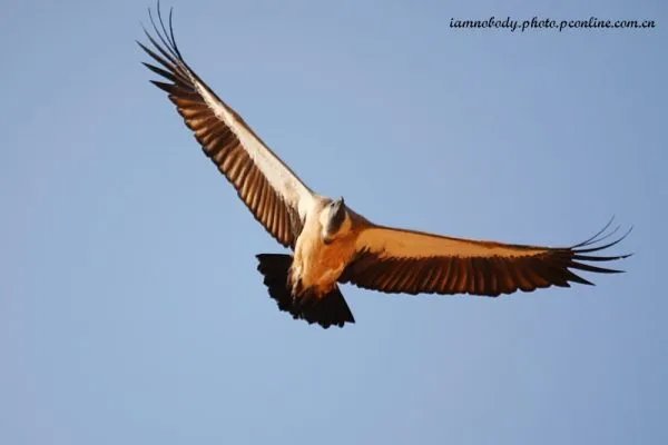 黑白兀鹫的习性