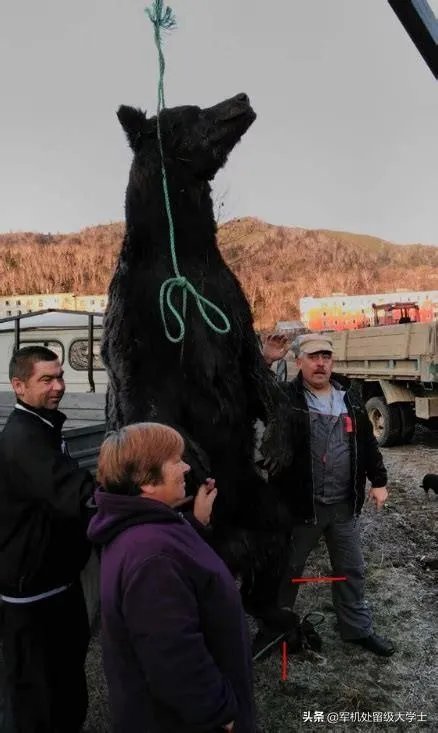 东北虎那么厉害,为什么连乌苏里棕熊都打不过?