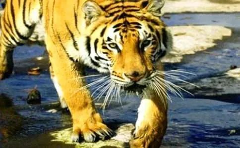 孕妇梦见老虎的周公解梦