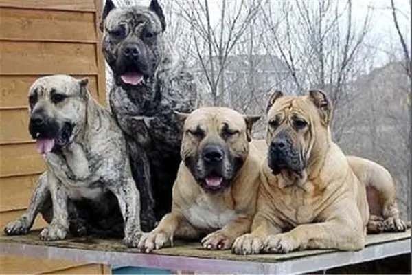最凶悍的十大名犬：巴西非勒上榜，它是猛犬霸主