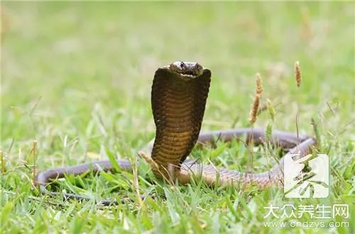 新鲜蛇胆怎么吃