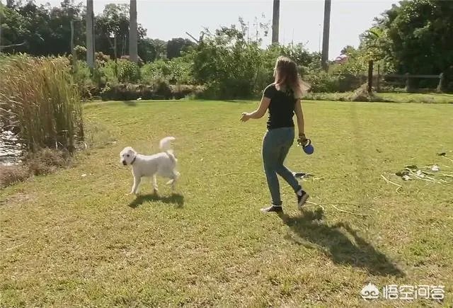 给宠物狗办证需要什么流程？有必要吗？