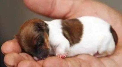 世界上最小的狗是什么品种 到底能小到什么程度