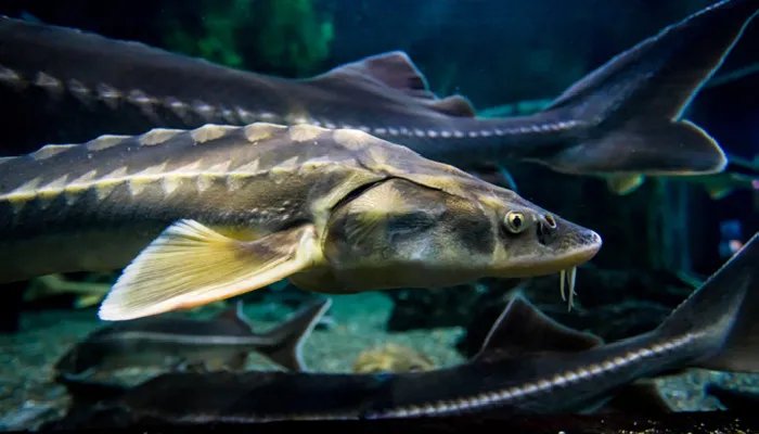 世界十大巨型淡水鱼 世界十大巨型淡水鱼有哪些