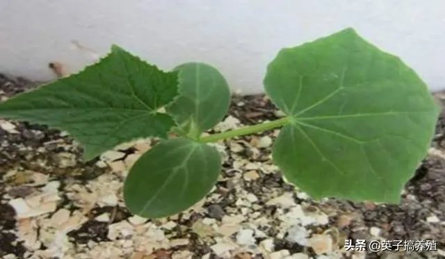 黄瓜种子哪个好？