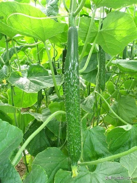 黄瓜种子哪个好？