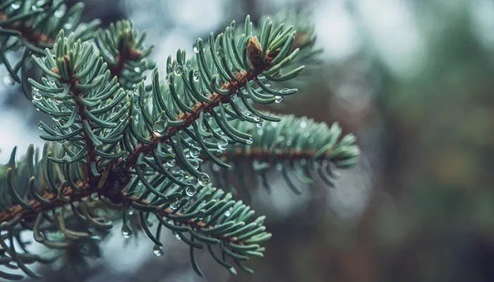 描写雨的古诗 描写雨的古诗有哪些