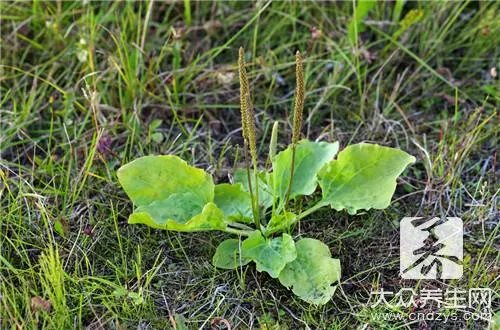 车前草的功效与作用及食用方法是什么