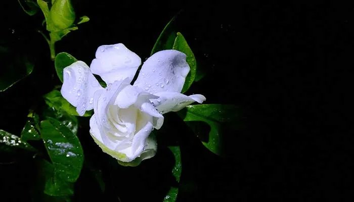 栀子花叶子发黄怎么办 栀子花叶子发黄怎么解决