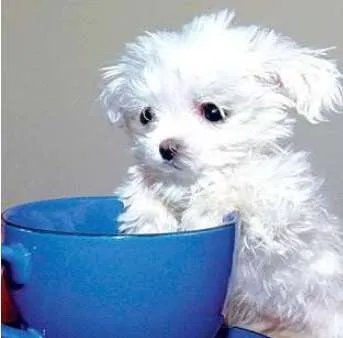 世界上最小的狗是什么品种 到底能小到什么程度