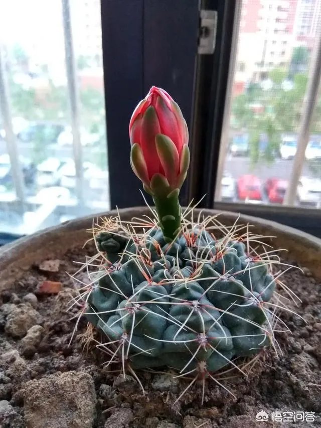 仙人球多久浇一次水？