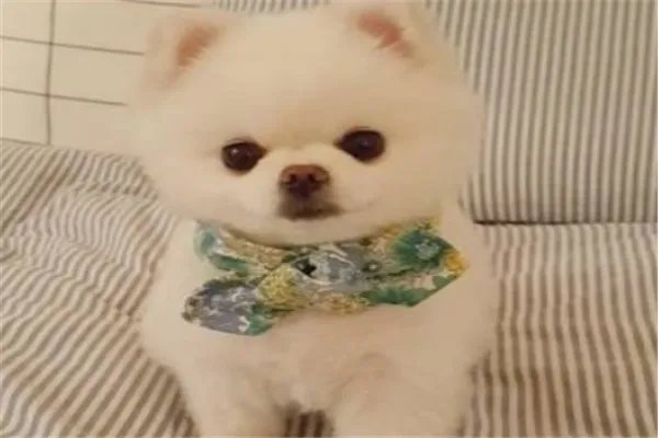 起底活体动物盲盒乱象,这种现象为何没有人管制?