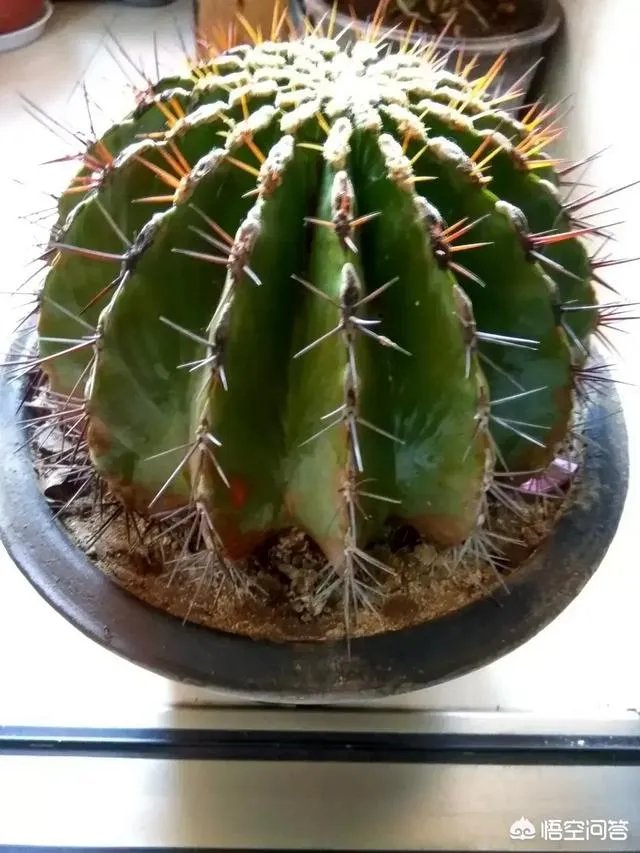 仙人球多久浇一次水?