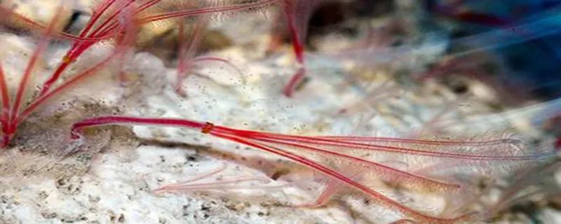 食骨蠕虫的特点