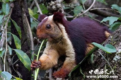 地球上最大的松鼠：身长一米的鼠中巨类
