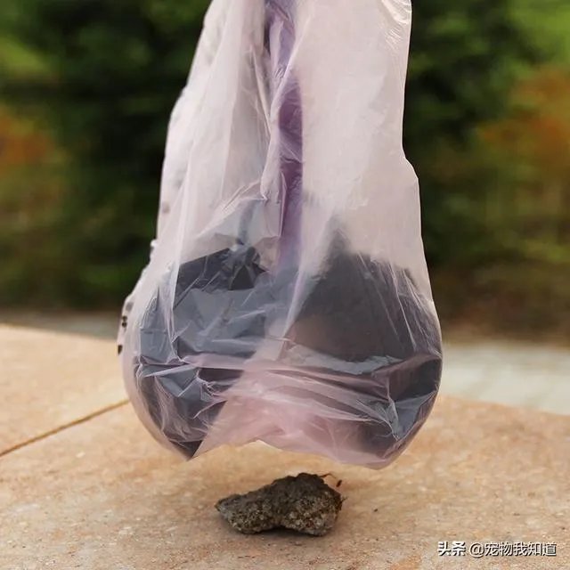 给宠物狗办证需要什么流程？有必要吗？