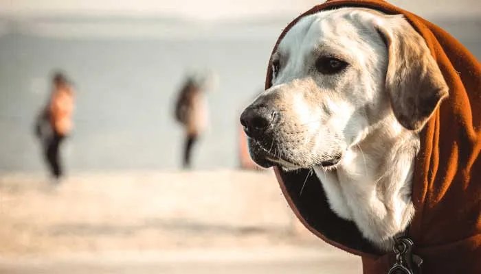 比格犬真的是养不熟吗 比格犬好养吗