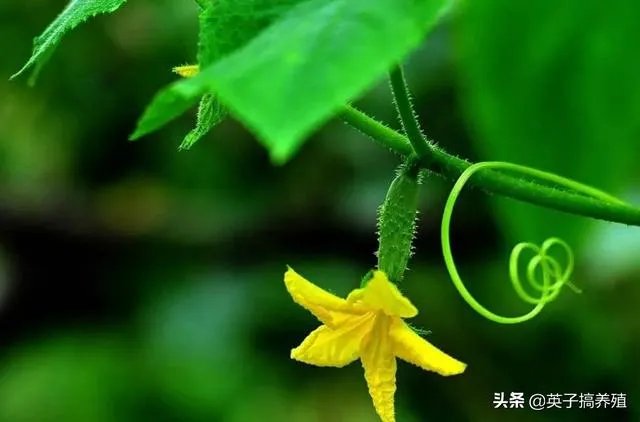 黄瓜种子哪个好？