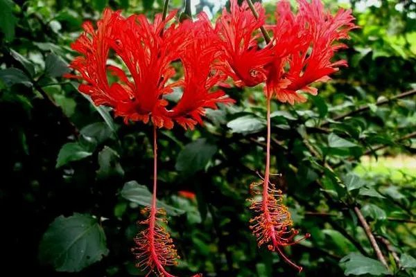 上古神树有哪些