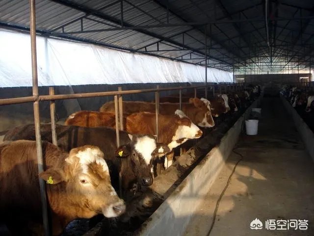 如何科学养牛？