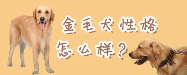 金毛犬性格怎么样