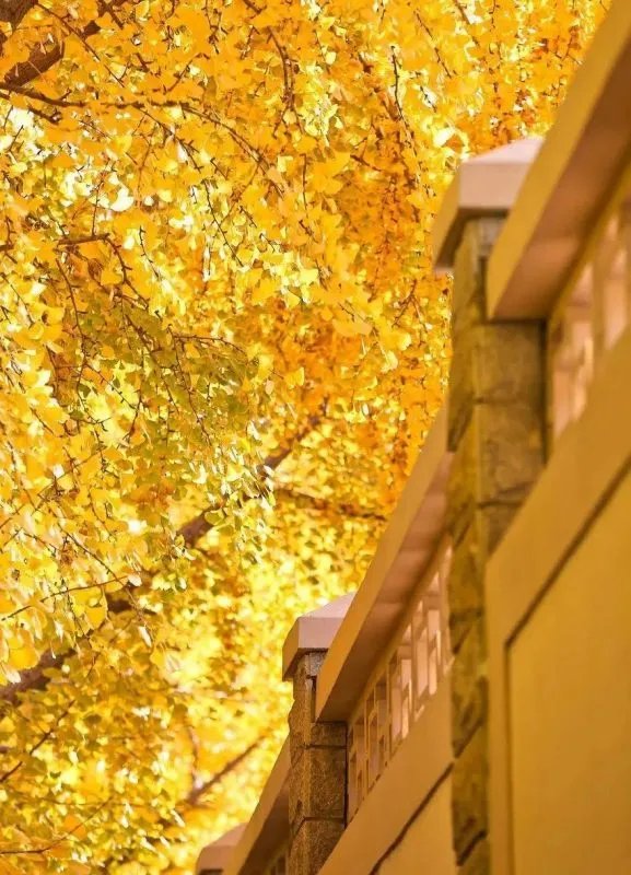 圆明园银杏进入最佳观赏期，北方的秋天究竟有多别致？