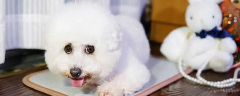 松狮犬怎么训练听主人命令 松狮犬的性格