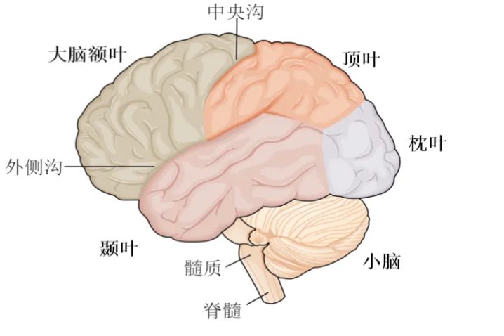 大脑的构造及示意图