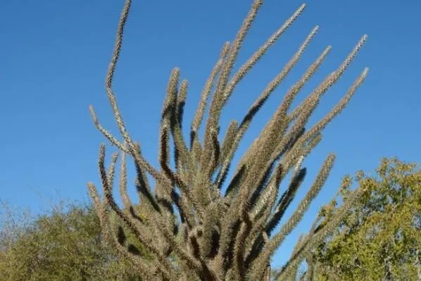 世界上十大最奇怪的树 猴面包树上榜,第八果实形如香肠