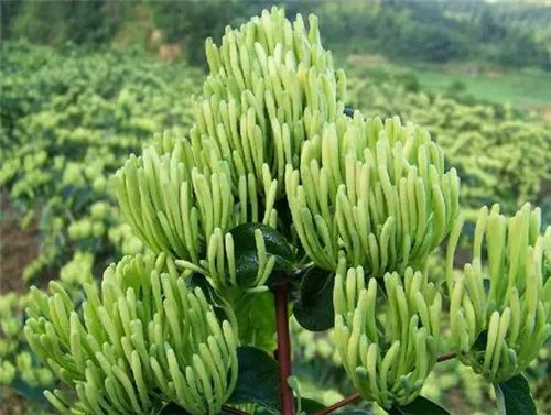 金银花产地主要分布在哪里 什么时候采的金银花比较好