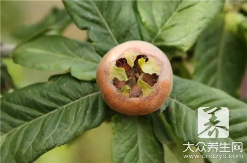 枇杷的营养价值及功效