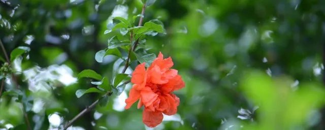 五月榴花照眼明原文 五月榴花照眼明赏析