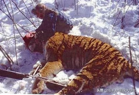 东北虎那么厉害,为什么连乌苏里棕熊都打不过?