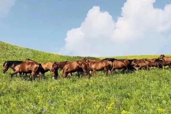 自驾阿姨苏敏回家后决定离婚，她为什么会做出这样的决定？